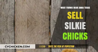 Where to Buy Silkie Chicks Near Anna, Texas: Local Farms Guide