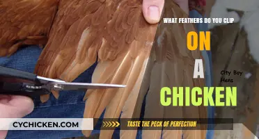 Clipping Chicken Feathers: Essential Tips for Safe and Effective Wing Care