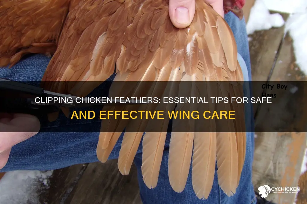 what feathers do you clip on a chicken