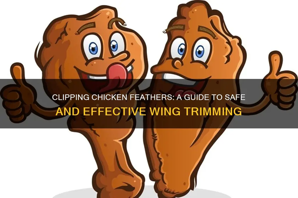 what feathers to clip on a chicken