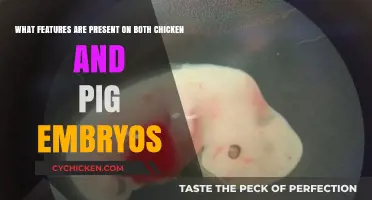 Chicken-Pig Embryo Similarities: Unveiling Shared Features