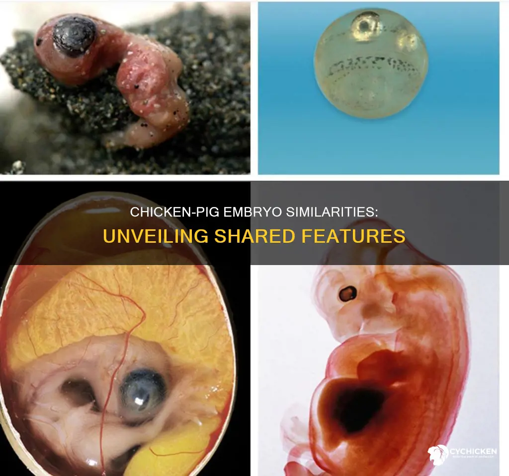 what features are present on both chicken and pig embryos