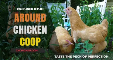 Enhancing Your Chicken Coop: A Guide to Chicken-Friendly Flowers