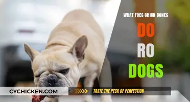 Can Chick Bones Harm Dogs? Understanding the Risks and Dangers