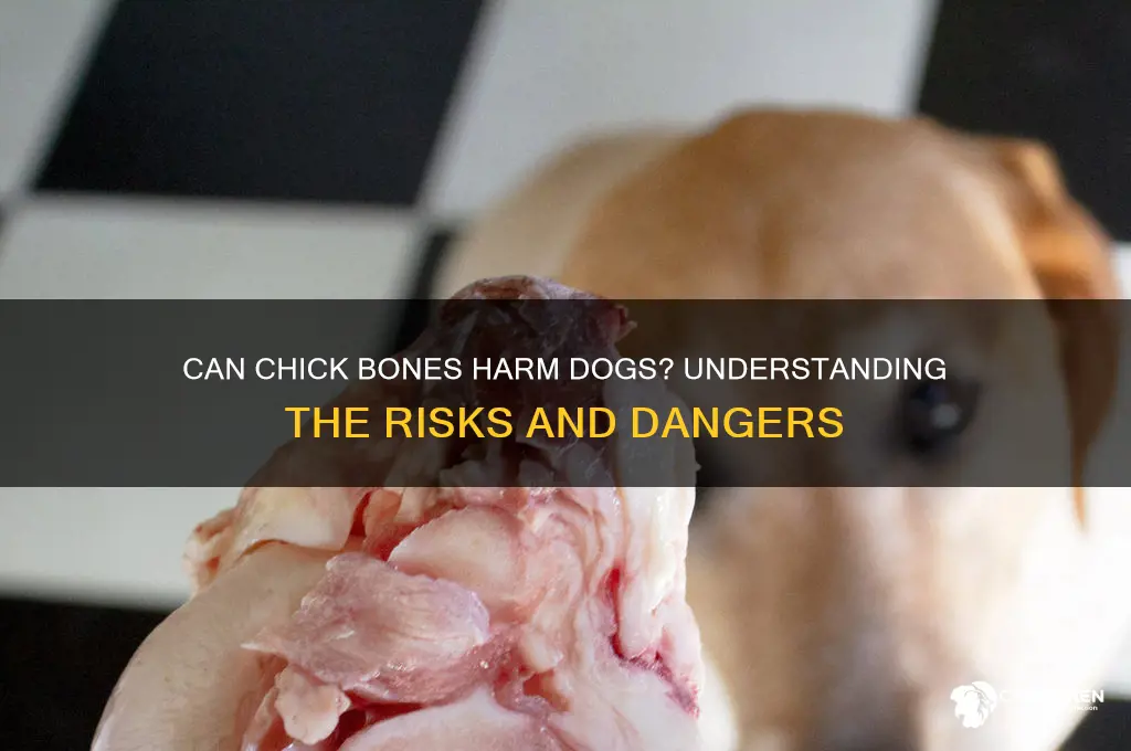 what foes chick bones do ro dogs