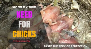 Nurturing Finch Chicks: Essential Foods for Healthy Growth and Development