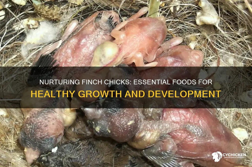 what food do my finches need for chicks