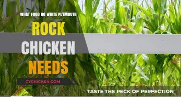Essential Diet Guide for Healthy White Plymouth Rock Chickens