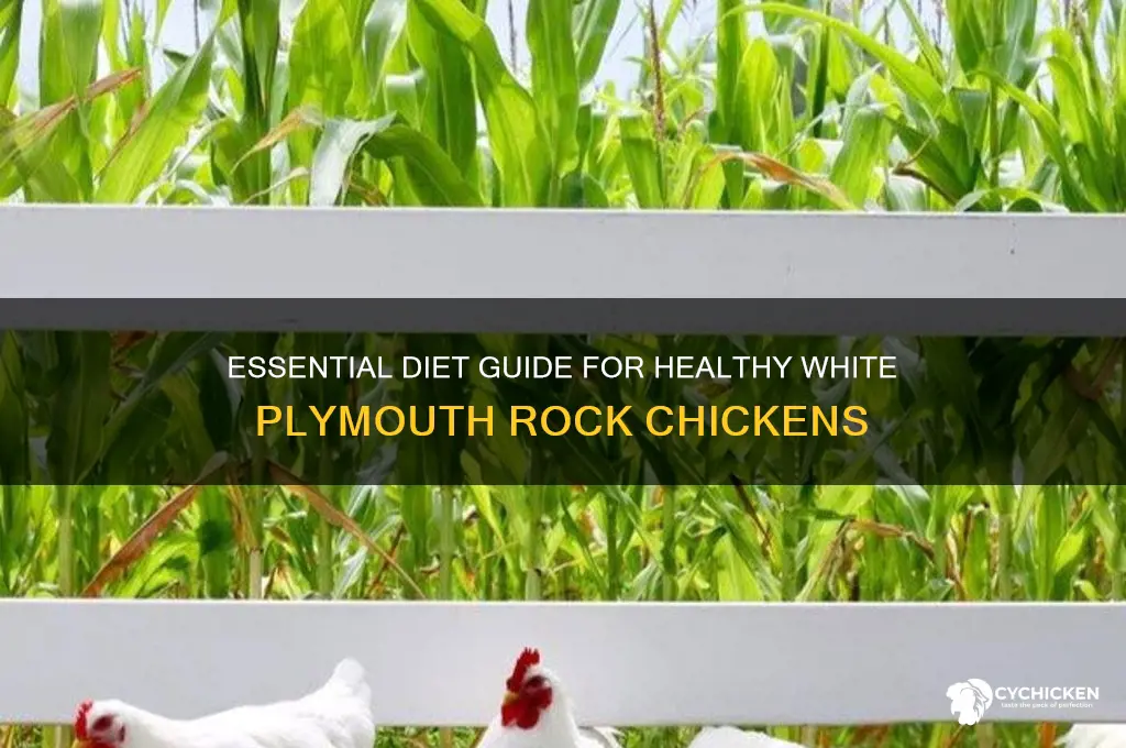 what food do white plymouth rock chicken needs