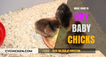 Nourishing Baby Chicks: Essential Foods for Healthy Growth and Development