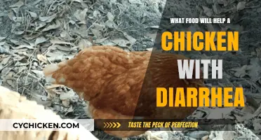 Effective Diarrhea Remedies: Best Foods to Heal Your Chicken Fast