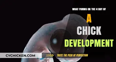 Developmental Stages of a Chick: Day 4 Formation