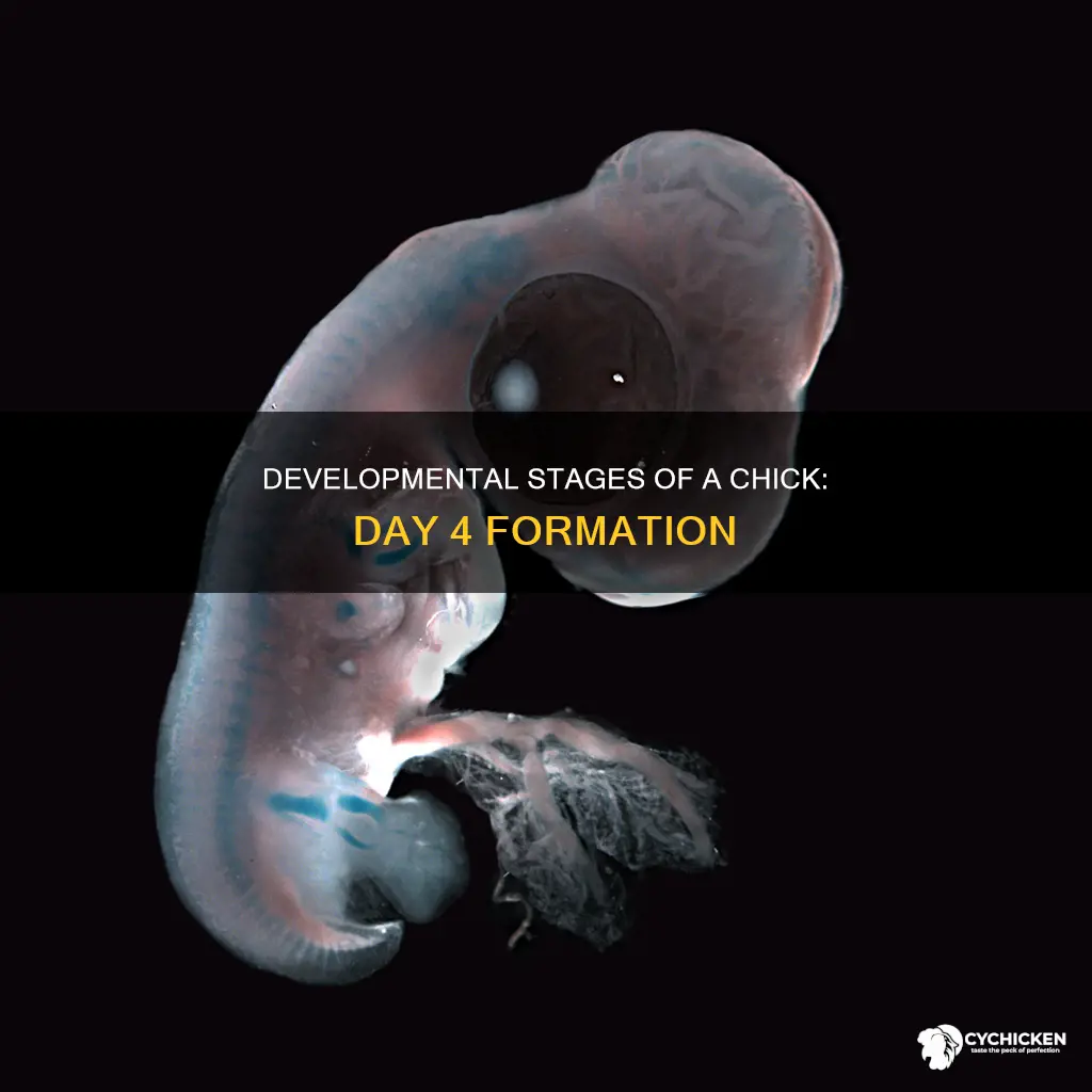 what forms on the 4 day of a chick development