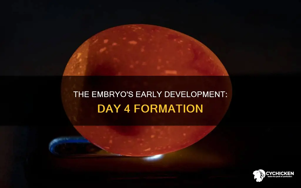 what forms on the 4 day of a chicken development