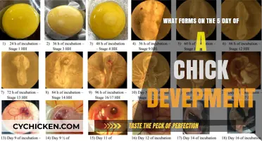 Developmental Stages: Chick Embryo Formation