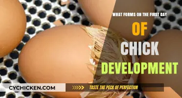 The First Day of Chick Development: What Forms?