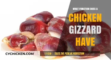 Understanding the Vital Role of a Chicken's Gizzard in Digestion