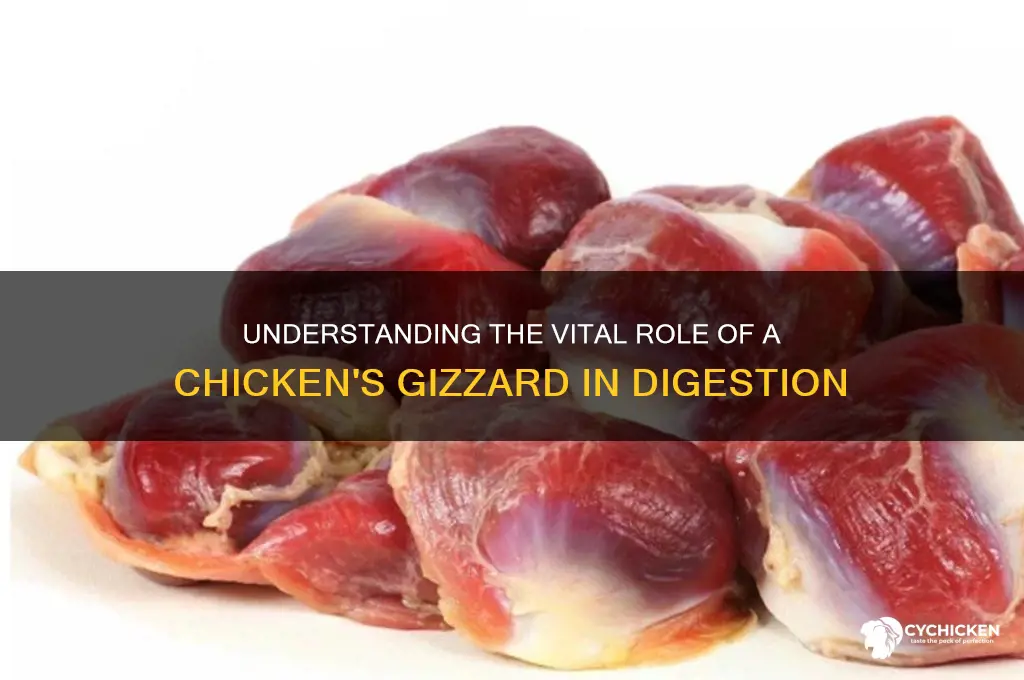 what function does a chicken gizzard have