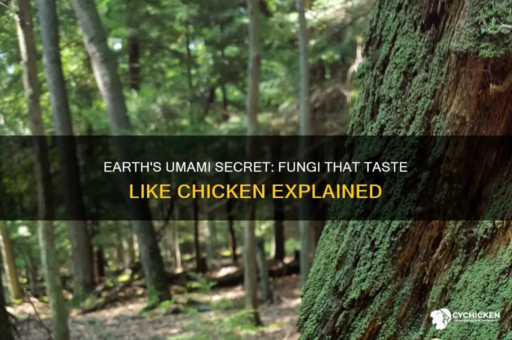 what fungi tastes like chicken