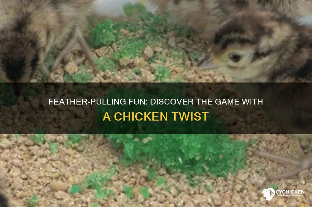 what game involves pulling a chicken feather