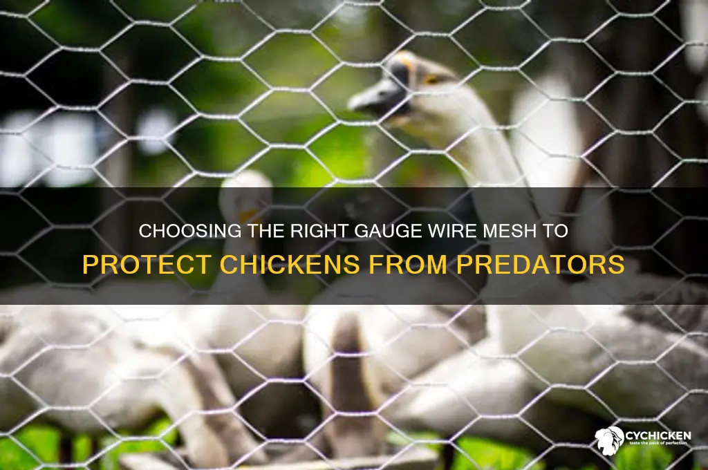 what gauge wire mesh for chicken pen predators