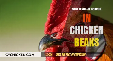 Unraveling the Genetic Blueprint Behind Chicken Beak Development and Diversity