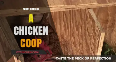 Essential Elements for a Happy and Healthy Chicken Coop