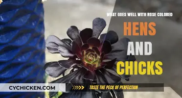 Rose-Colored Hens and Chicks: Perfect Companion Plants