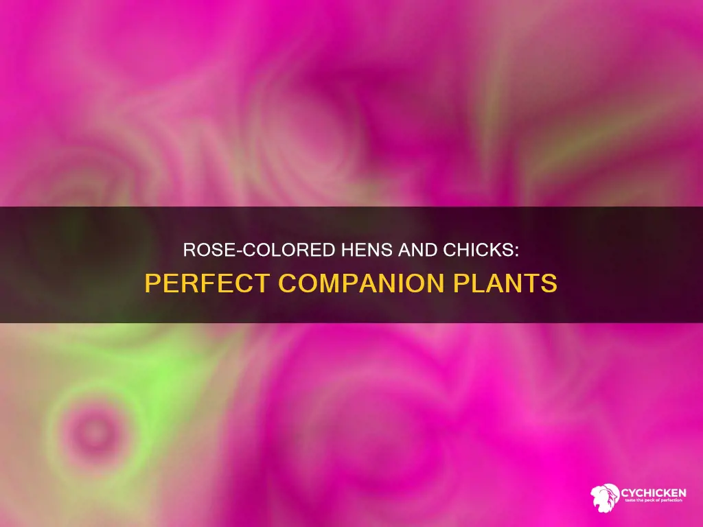 what goes well with rose colored hens and chicks