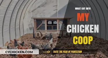 Intruders in the Henhouse: Uncovering the Mystery of My Chicken Coop