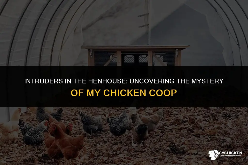 what got into my chicken coop