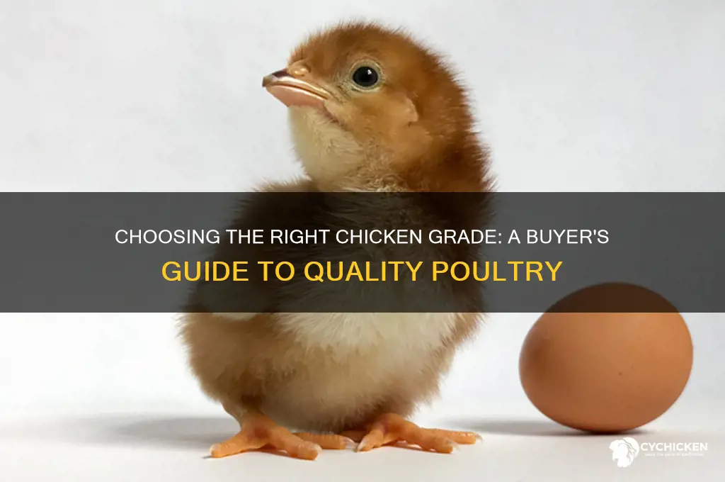 what grade chicken should i buy