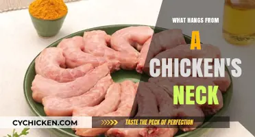 Understanding the Purpose of a Chicken's Neck Wattle and Snood