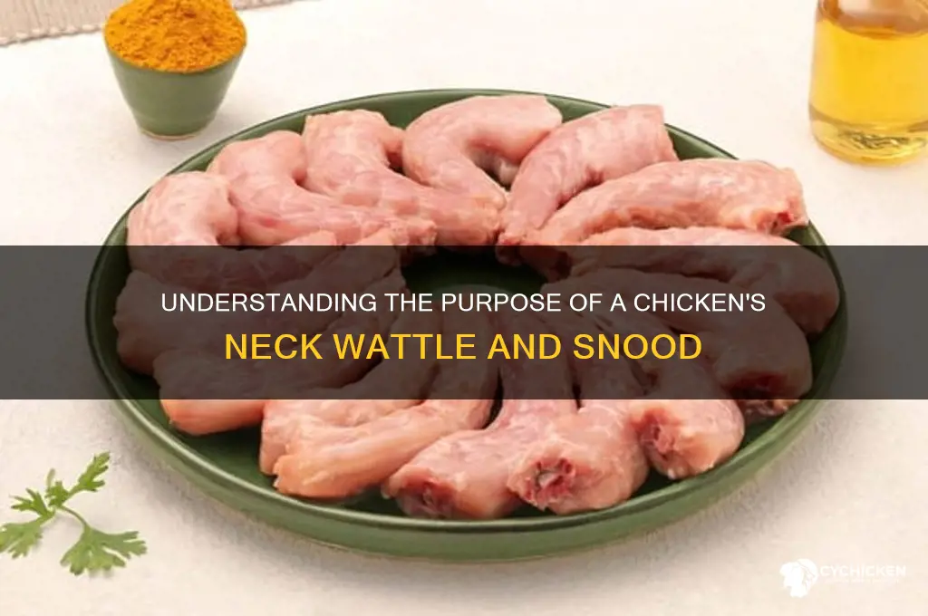 what hangs from a chicken