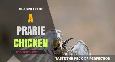 Encountering a Prairie Chicken: What to Expect and How to React