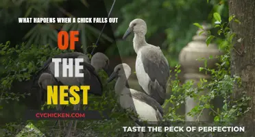 Chicks' Fall: Survival Instincts and Nature's Way