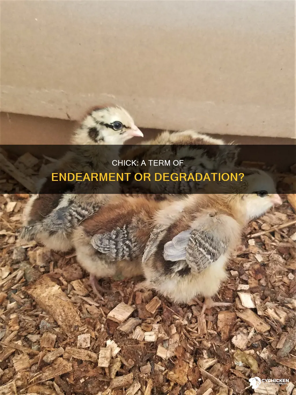 what happebs when a guys calls you a chick