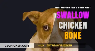Puppy Swallows Chicken Bone: What to Do?