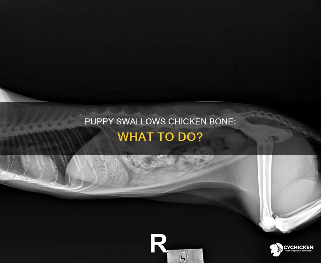 what happen if your 5 month puppy swallow chicken bone