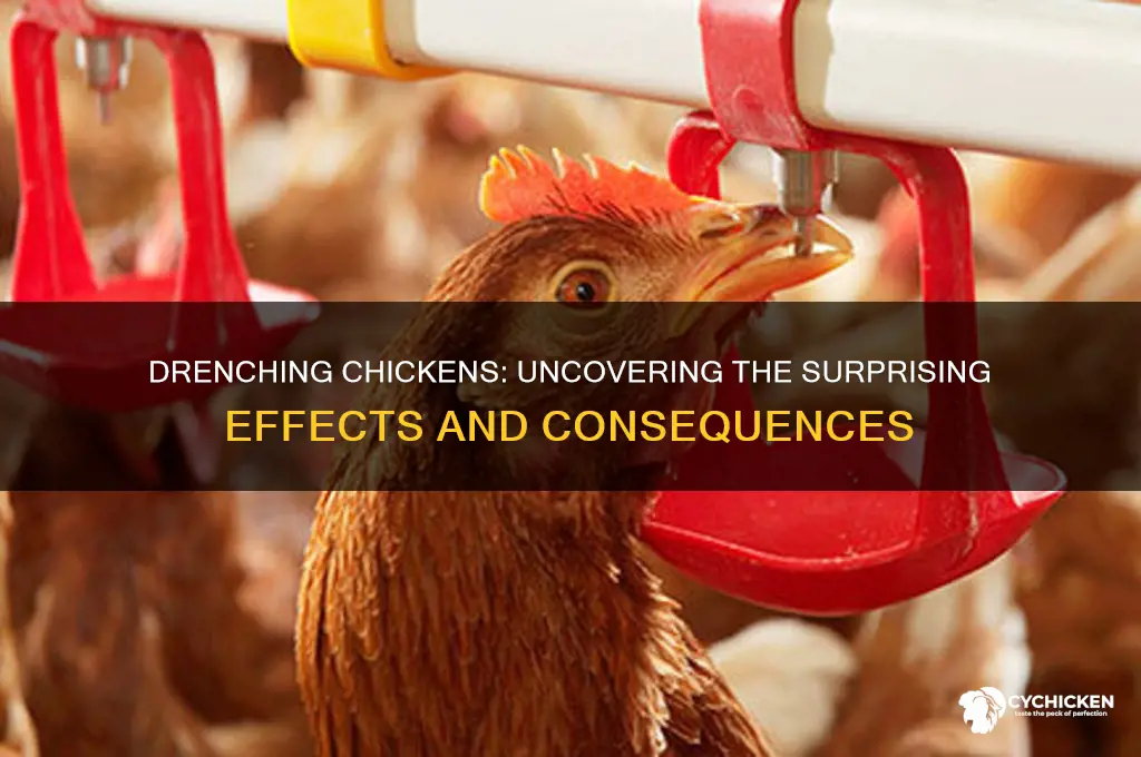 what happends if you drench a chicken