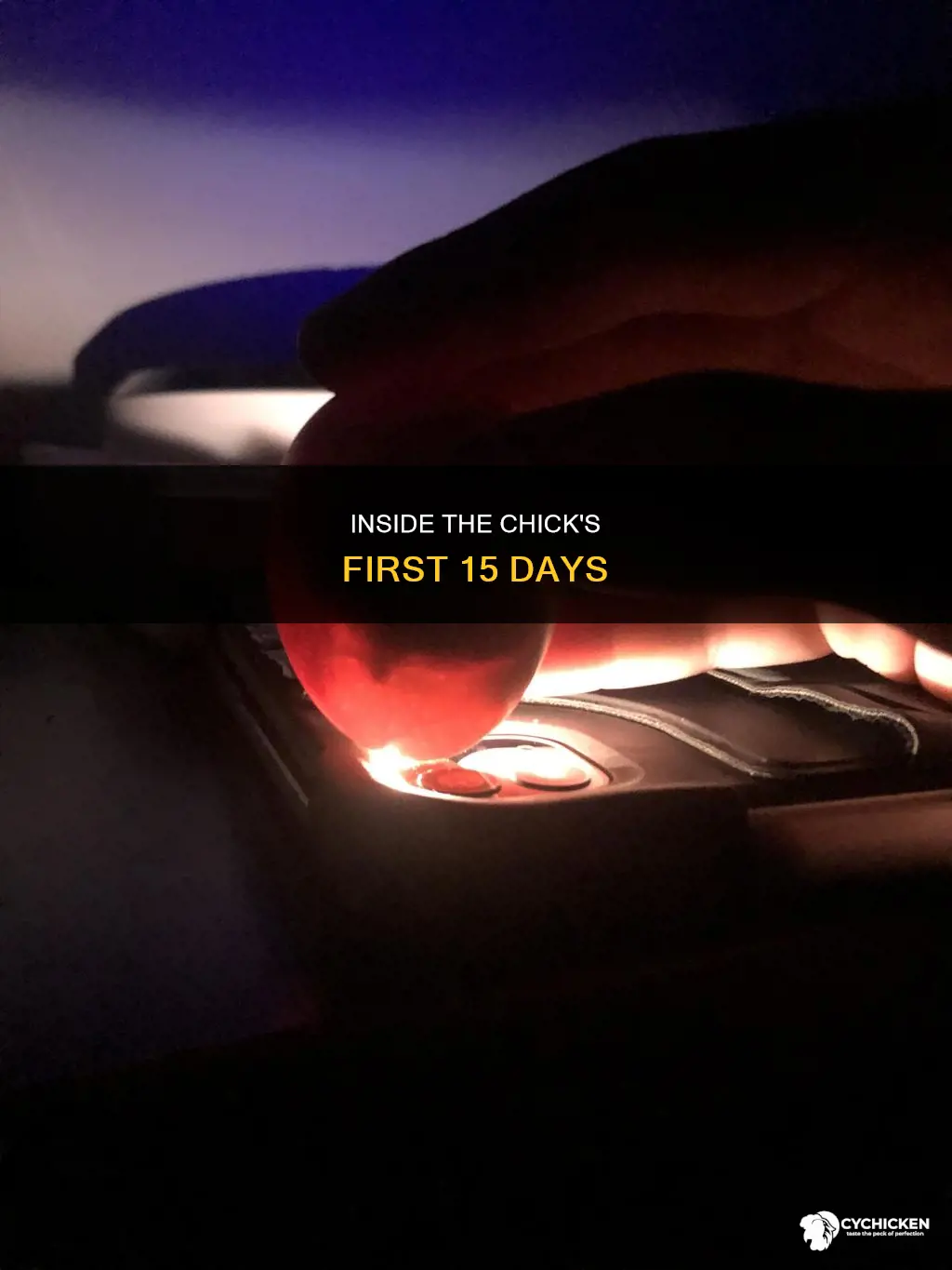 what happends on the 15 day of chick development
