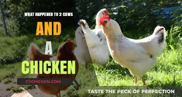 Two Cows and a Chicken: Unraveling the Mysterious Disappearance