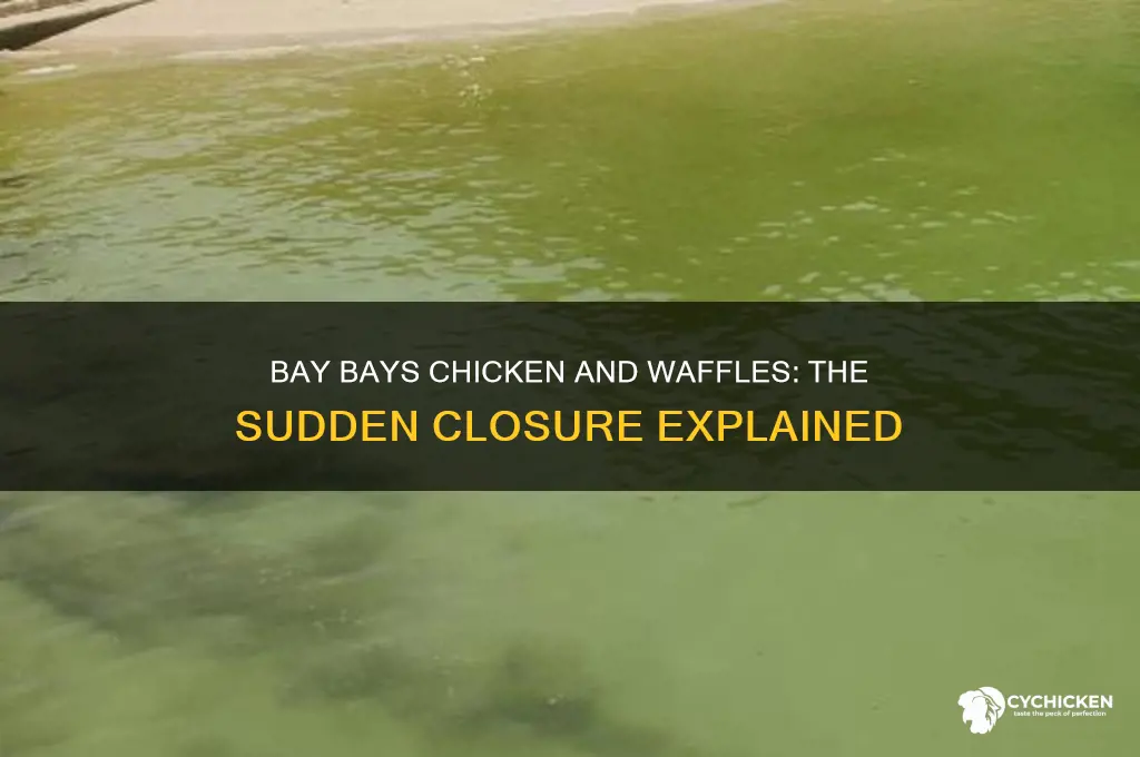 what happened to bay bays chicken and waffles