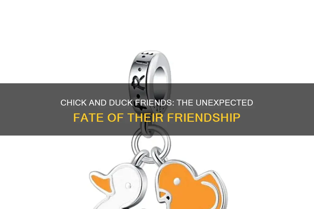 what happened to chick and duck friends