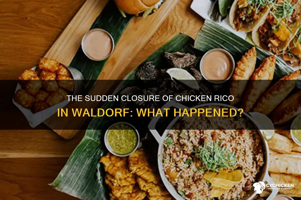 what happened to chicken rico in waldorf