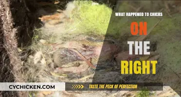 Chicks on the Right: The Sudden Disappearance and What It Means