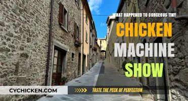 Gorgeous Tiny Chicken Machine Show: Its Sudden Disappearance Explained