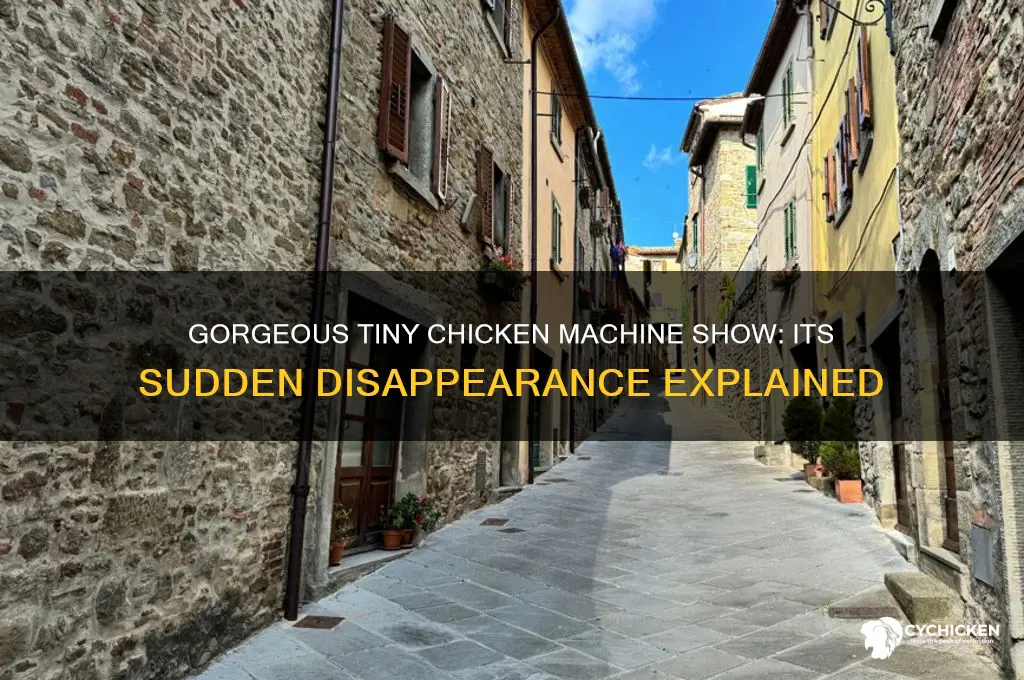 what happened to gorgeous tiny chicken machine show