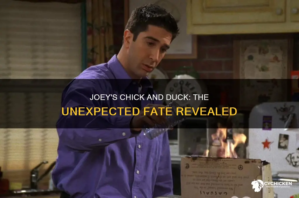 what happened to joey