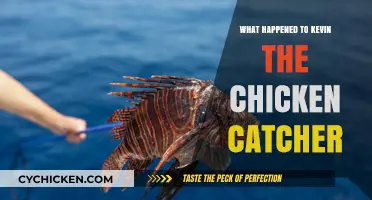 Kevin the Chicken Catcher: The Mysterious Disappearance Unraveled